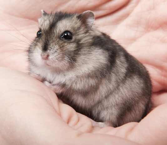 malattie criceti mano