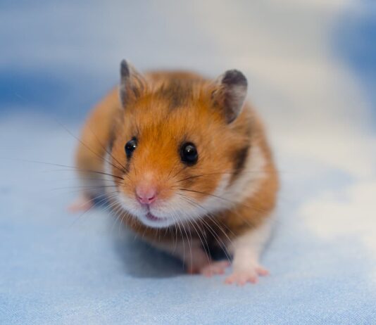 malattie criceto