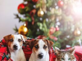 pericoli Natale cane
