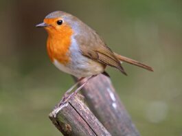 Il pettirosso, volatile dalla livrea inconfondibile pettirosso