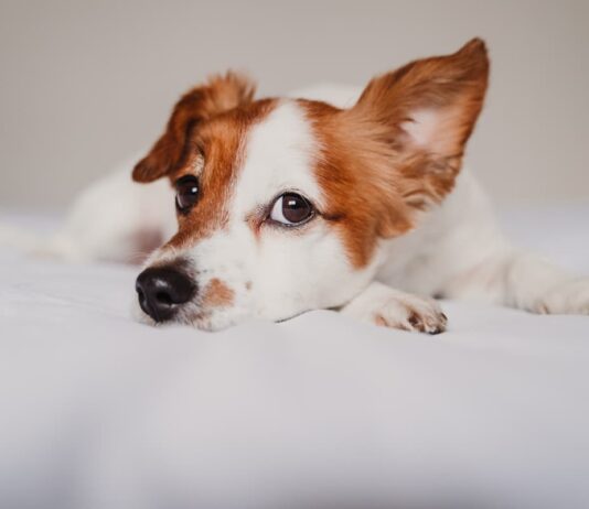 problemi orecchie cane