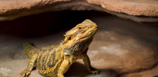 Il drago barbuto: alloggio e parametri ambientali Drago barbuto