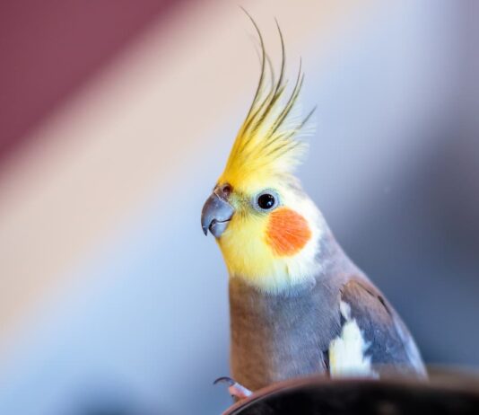 alimentazione degli uccelli