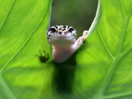 animali esotici