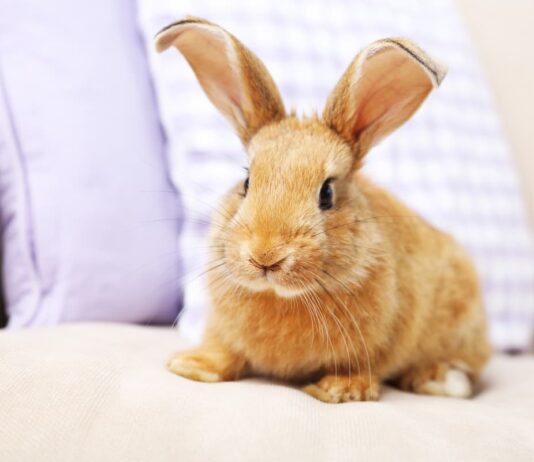 coniglio maschio