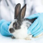 coniglio maschio veterinario