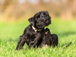 Dermatite atopica e problemi comportamentali nel cane dermatite cane prurito