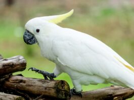 Cacatua