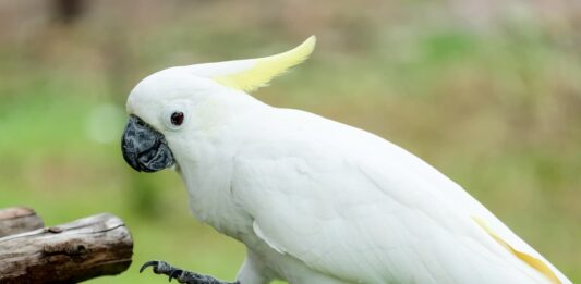 Le specie di cacatua più allevate come animale da compagnia Cacatua