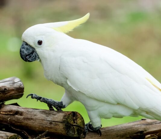 Cacatua