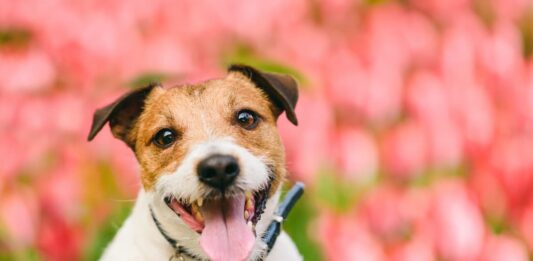 Olanda e Francia un passo avanti per il benessere degli animali da compagnia benessere animali da compagnia