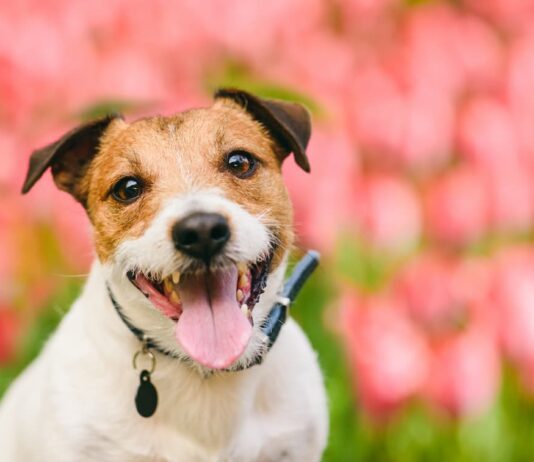 benessere animali da compagnia