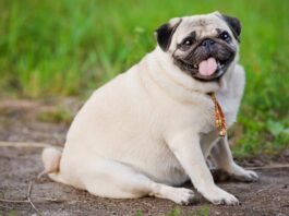 cane Carlino