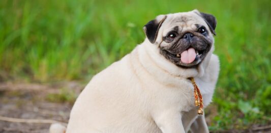cane Carlino