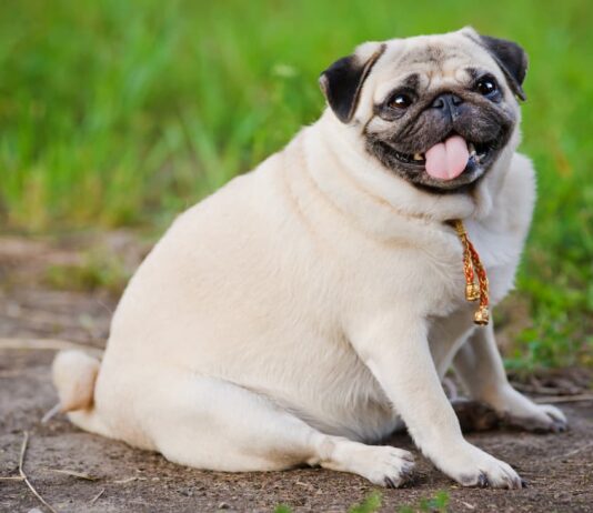 cane Carlino