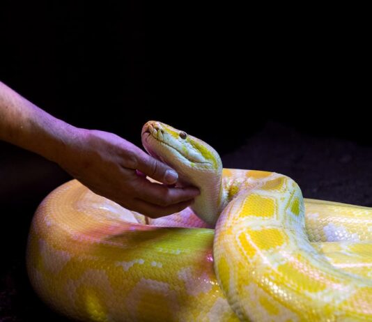 rettili intelligenti carezze pitone albino