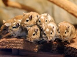 famiglia gerbilli riproduzione gerbillo
