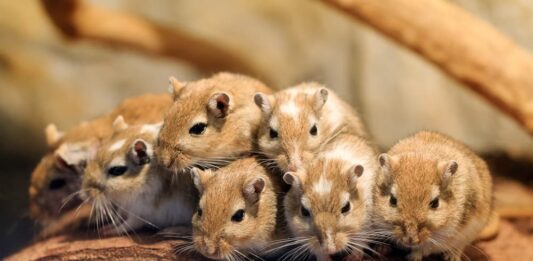 famiglia gerbilli riproduzione gerbillo
