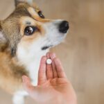 farmaco cane