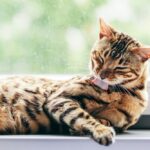gatto grooming