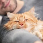 gatto uomo