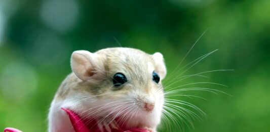 Il gerbillo: un piccolo roditore tutto da scoprire gerbillo