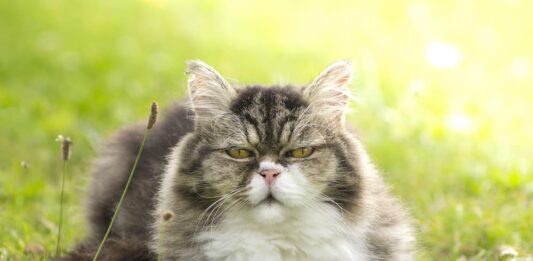 malattia renale gatto