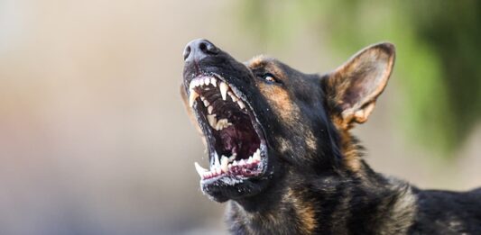 cane rabbia aggressivo