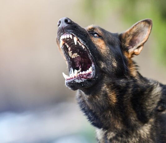 cane rabbia aggressivo