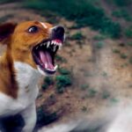 cane rabbia morde