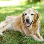 cane vecchio invecchiamento cognitivo