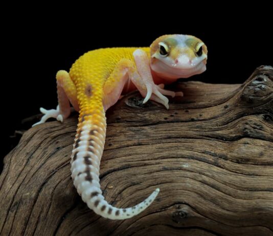 Il corretto habitat per il geco leopardino geco leopardino