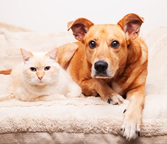 infezione urinaria gatto