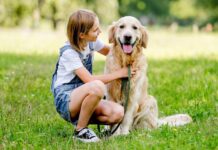 patentino cani junior