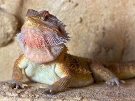 pogona drago barbuto