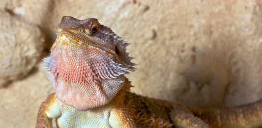 pogona drago barbuto
