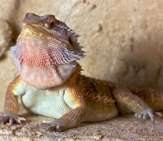 Il comportamento del drago barbuto o pogona pogona drago barbuto