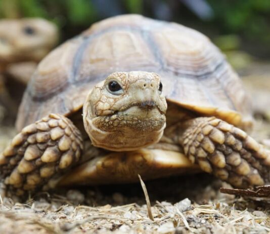 testuggine africana