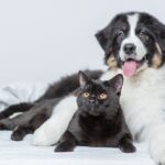 Sterilizzare cane