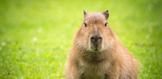 capibara
