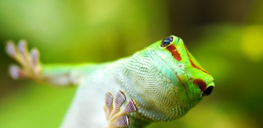 detenzione animali esotici