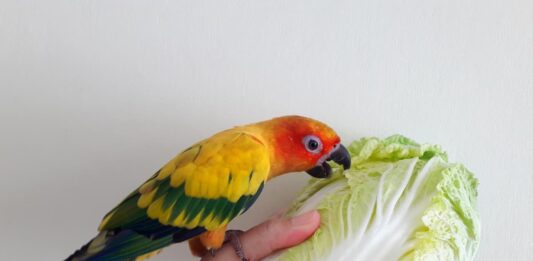 uccelli insalata