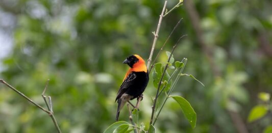 uccelli-velenosi-pitoui