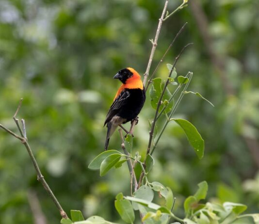 uccelli-velenosi-pitoui