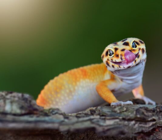 Alimentazione del geco leopardino alimentazione-del-geco