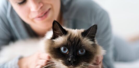 Somministrazione dei farmaci antiparassitari nel gatto senza stress antiparassitari-gatto