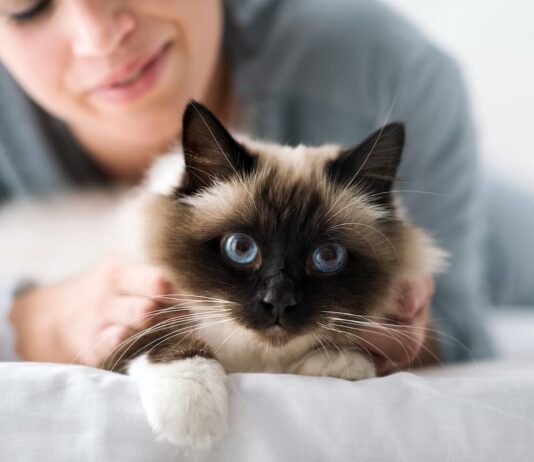 Somministrazione dei farmaci antiparassitari nel gatto senza stress antiparassitari-gatto