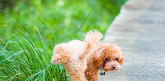 campione-urine-cane-giardino