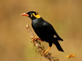 comportamento-merlo-indiano