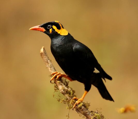 comportamento-merlo-indiano